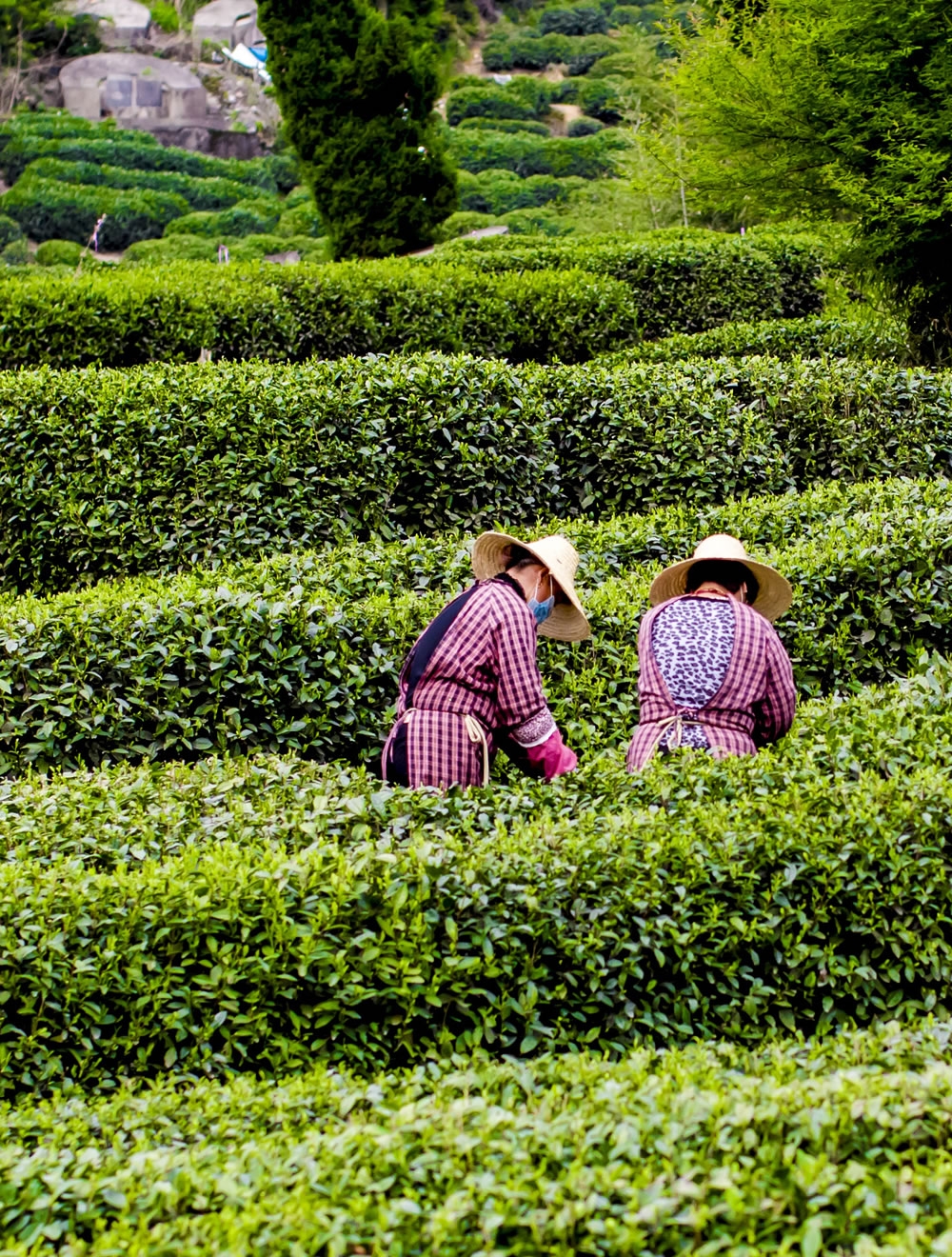 自家茶園種植